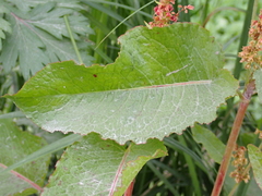 Rumex