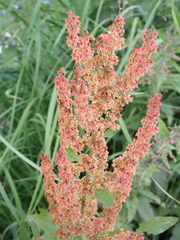 Rumex