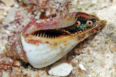 Canarium microurceum