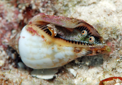 Canarium microurceum