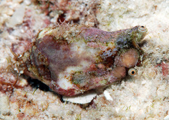 Canarium microurceum