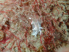 Duvaucelia lineata