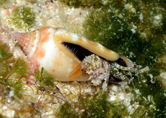 Canarium microurceum