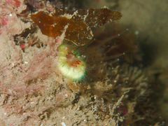 Caryophyllia smithii