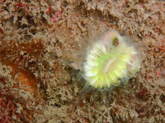 Caryophyllia smithii