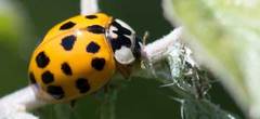 Harmonia axyridis