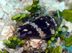 Canarium microurceum