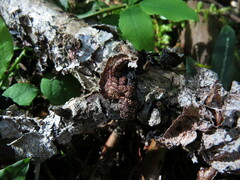 Platismatia norvegica