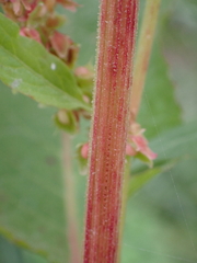 Rumex