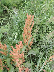 Rumex