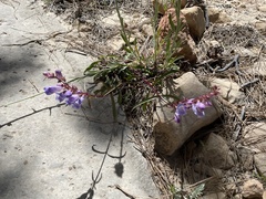 Penstemon laevis