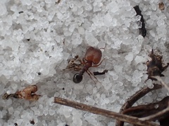 Pheidole littoralis