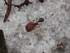 Pheidole littoralis