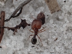 Pheidole littoralis