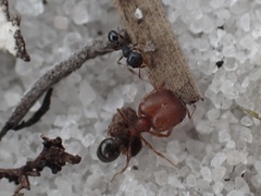 Pheidole littoralis