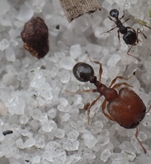 Pheidole littoralis