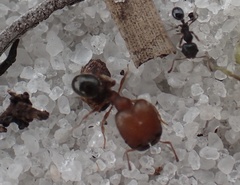 Pheidole littoralis