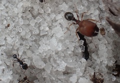 Pheidole littoralis