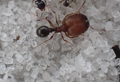 Pheidole littoralis
