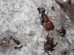 Pheidole littoralis