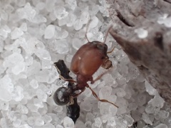 Pheidole littoralis