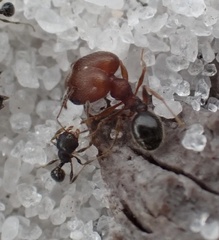 Pheidole littoralis
