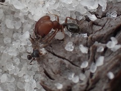 Pheidole littoralis