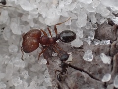 Pheidole littoralis