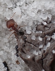 Pheidole littoralis
