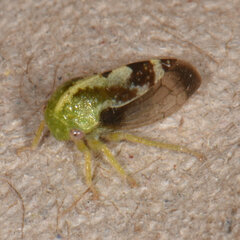 Atymna helena