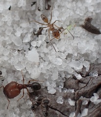 Pheidole littoralis