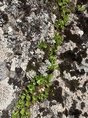 Salix herbacea