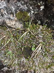 Harrimanella hypnoides