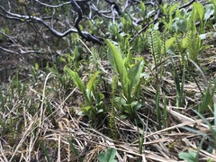 Solidago macrophylla