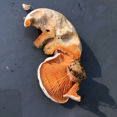 Lactarius salmoneus