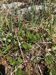 Salix herbacea