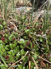 Salix herbacea