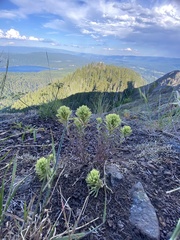 Castilleja thompsonii