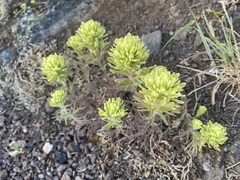 Castilleja thompsonii