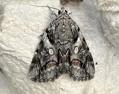 Catocala blandula