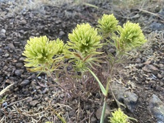 Castilleja thompsonii