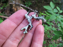 Hypogymnia rugosa