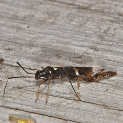 Pseudoxenetus regalis