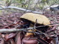 Pulchroboletus rubricitrinus image