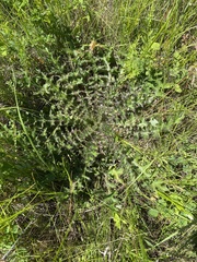 Cirsium drummondii