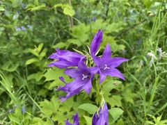 Campanula latifolia
