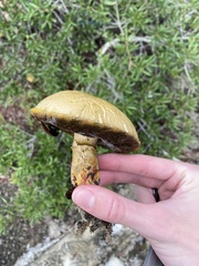 Pulchroboletus rubricitrinus image