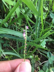 Spiranthes sinensis