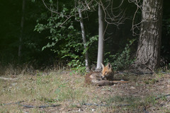 Vulpes vulpes flavescens