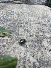 Protaetia cuprea obscura